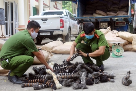 Lào Cai: Bắt giữ xe tải chở 6 tấn lông gia súc không rõ nguồn gốc