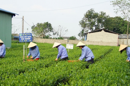 Thái Nguyên: Đẩy mạnh triển khai xây dựng xã Nông thôn mới kiểu mẫu