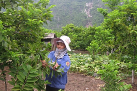 Võ Nhai, Thái Nguyên: Nâng cao giá trị nông sản gắn với xây dựng thương hiệu