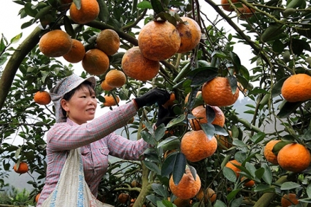 Tuyên Quang: Có 14 sản phẩm đạt tiêu chuẩn OCOP 3 sao trở lên