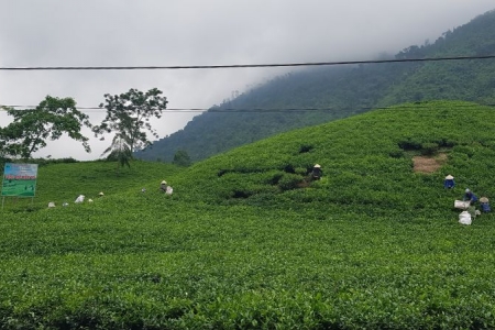 Đại Từ, Thái Nguyên: Trồng mới, trồng thay thế 1.500ha chè