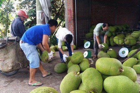 Giá mít Thái bỗng dưng tăng cao