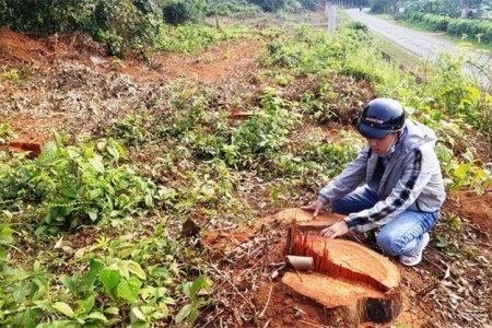 Quảng Trị: Một doanh nghiệp bị phạt gần 400 triệu đồng vì hành vi phá rừng