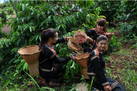 Thị trường giá nông sản ngày 6/9: Chốt tuần, giá cà phê tăng nhẹ, tiêu đi ngang