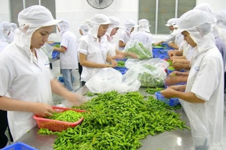 Kim ngạch xuất khẩu rau quả đạt gần 2,26 tỷ USD trong 8 tháng