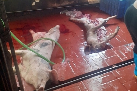 Hải Dương: Phát hiện hơn 1,5 tấn thịt lợn “bẩn”