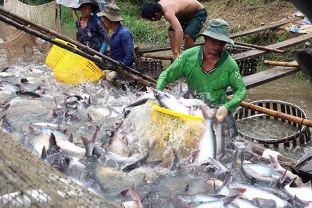 Giá cá tra giống tại nhiều địa phương vùng ĐBSCL đã tăng trở lại