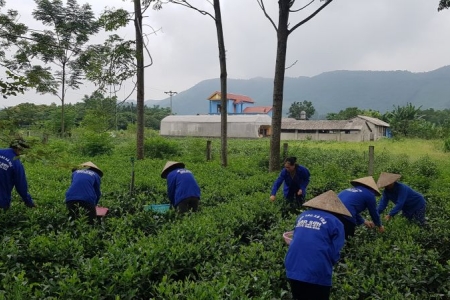 Thái Nguyên: Sản xuất chè theo hướng hữu cơ ở HTX Trà Cao Sơn