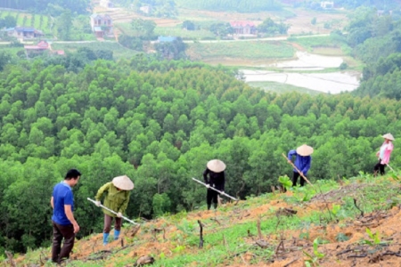 Thanh Hóa: Trồng mới được 7.053 ha rừng