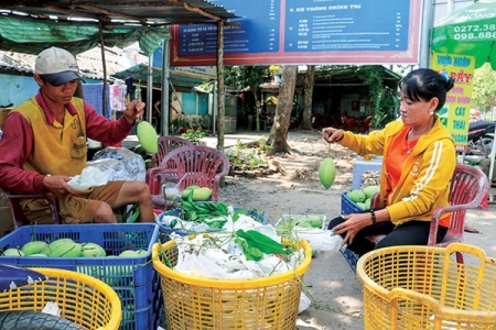 Cần Thơ: Nông dân phấn khởi vì giá xoài tăng mạnh