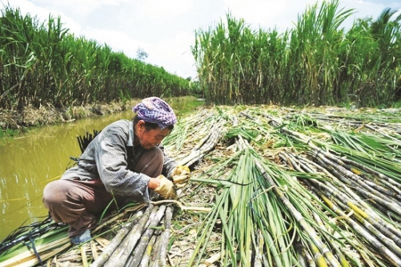 Nhiều giải pháp cấp bách cho ngành mía đường trong tình hình mới