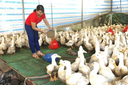 Định Hóa, Thái Nguyên: Ngân hàng Chính sách Xã hội đồng hành cùng đối tượng chính sách vươn lên