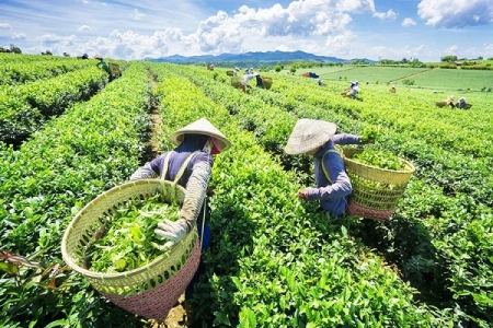 Phát triển thương hiệu chè Thái Nguyên