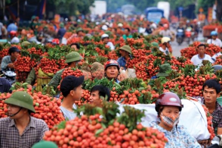 Xuất khẩu rau quả Việt: Hết cảnh “ngóng” thị trường Trung Quốc