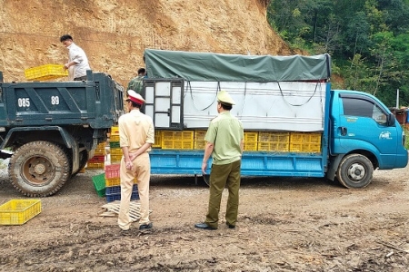 Cao Bằng: Tịch thu, tiêu hủy 12.000 con giống gia cầm không rõ nguồn gốc xuất xứ