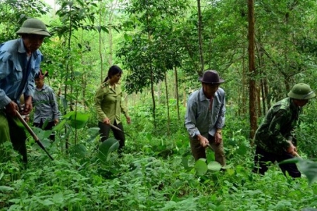 Thanh Hóa hỗ trợ gạo cho đồng bào dân tộc thiểu số trồng, chăm sóc, bảo vệ rừng