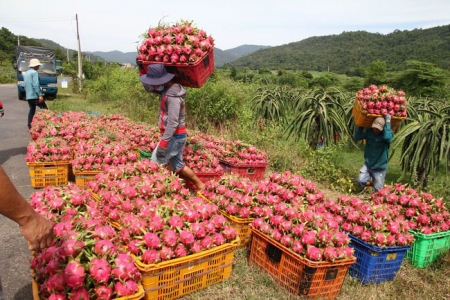 EVFTA có hiệu lực, trái cây đồng loạt tăng giá trong tháng 9