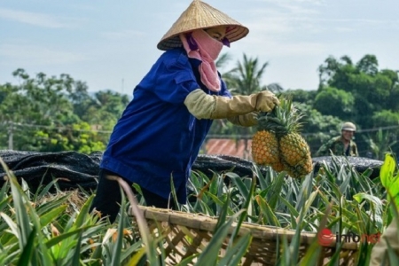 Agribank Thanh Hóa đồng hành cùng nông dân phát triển sản xuất nông nghiệp mới