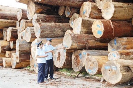 Hải quan tăng cường kiểm soát gỗ nguyên liệu bạch dương nhập khẩu từ Trung Quốc