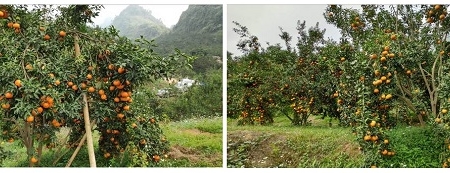 Bảo hộ Chỉ dẫn địa lý “Hàm Yên” cho sản phẩm quả cam sành