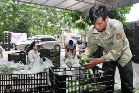 Phát triển vùng nguyên liệu: Tạo đầu ra ổn định cho sản phẩm nông nghiệp