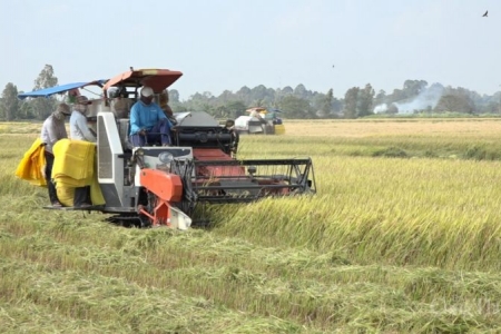 Giá lúa gạo tại nhiều tỉnh đồng bằng sông Cửu Long tăng nhẹ