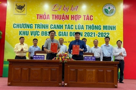 Bình Điền ký kết thỏa thuận hợp tác chương trình canh tác lúa thông minh khu vực ĐBSCL giai đoạn 2021-2022