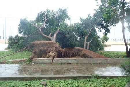 Khánh Hòa: Một số ghi nhận khi bão số 12 vào Nha trang