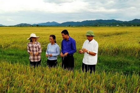 Thanh Hóa: Sản xuất Lúa theo hướng phát triển nông nghiệp bền vững