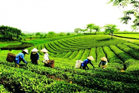 Trà sạch An Nguyên: Nơi lưu giữ bản sắc trà Việt