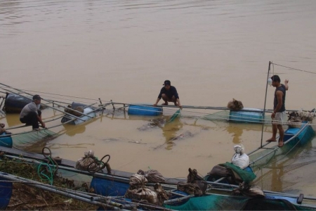 10.000 ha nuôi thủy sản tan hoang sau mưa lũ