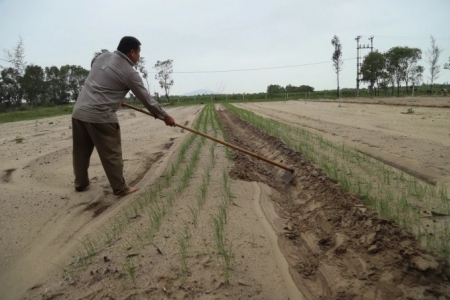 Khẩn trương hỗ trợ giống cây trồng, vật nuôi ngắn ngày cho miền Trung