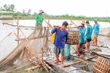 Giá cá tra nguyên liệu nhiều địa phương vùng ĐBSCL giảm trở lại