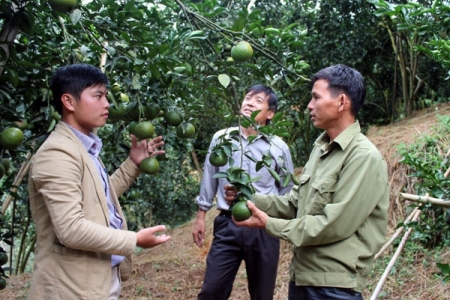 Hướng dẫn nông dân bón phân Lâm Thao hiệu quả, tiết kiệm, cây trồng lớn nhanh hoa trái đầy cành