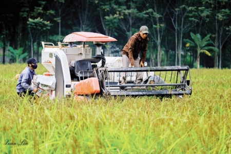 Thanh Hóa: Phát triển thương hiệu lúa nếp hạt cau Lộc Thịnh