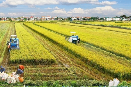 Thanh Hóa: Hiệu quả từ mô hình tích tụ, tập trung đất đai, sản xuất quy mô lớn