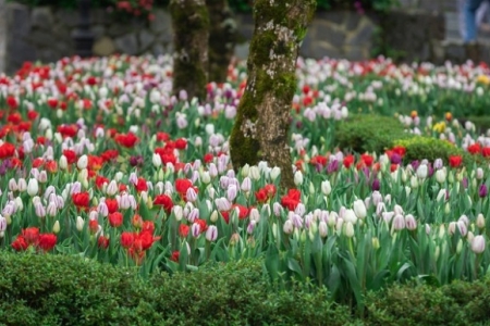 Sun World Ba Na Hills: Rực rỡ sắc màu của hoa tulip “Xứ Hà Lan thu nhỏ”