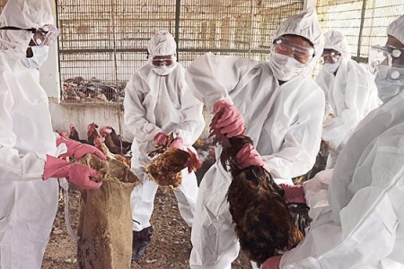 Sau nCoV, lo ngại cúm A/H5N1 xâm nhập Việt Nam