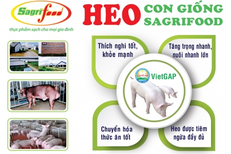 Sagrifood – Nơi cung cấp heo con giống và giải pháp chăn nuôi an toàn