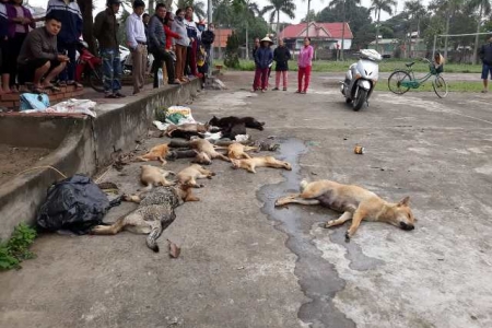 Nghệ An: Bắt hai anh em đánh bả hàng loạt chó, mèo