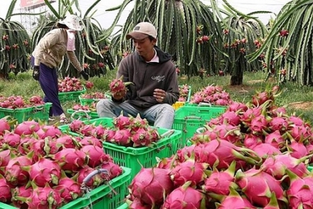 Thanh long ruột đỏ Việt Nam sắp đổ bộ thị trường Australia