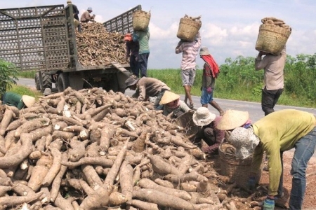 Kon Tum: Dịch Covid-19, nhiều nhà máy sản xuất tinh bột sắn hoạt động cầm chừng