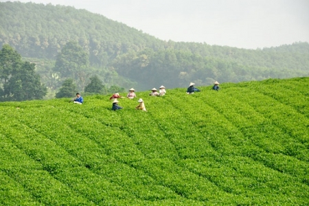 Xây dựng thương hiệu chè xanh Làng Bát