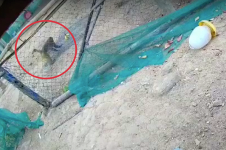 Thị trấn Lao Bảo (Quảng Trị): Xuất hiện cá thể khỉ mặt đỏ tấn công người dân và gia cầm