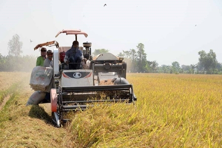 Giá lúa gạo ngày 8/1: Bất ngờ quay đầu giảm