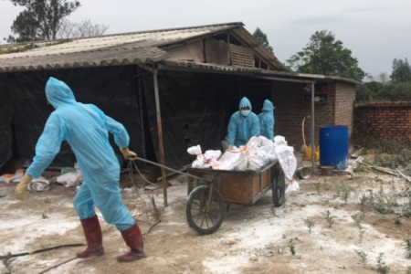 Quảng Ninh: Khoanh vùng, khống chế dịch cúm gia cầm H5N6