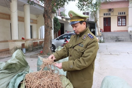 Lạng Sơn: Thu giữ gần 1 tấn nguyên liệu thuốc bắc nhập lậu