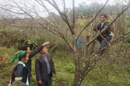 Sơn La: Dán tem đào trồng, phân biệt với đào rừng