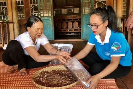 Gia Lai: Hạt kơ nia, đặc sản nổi tiếng của vùng đất Ia Mơ Nông