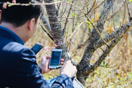 Truy xuất nguồn gốc cho cây đào: Bài toán kinh tế lâu dài của người dân Sơn La